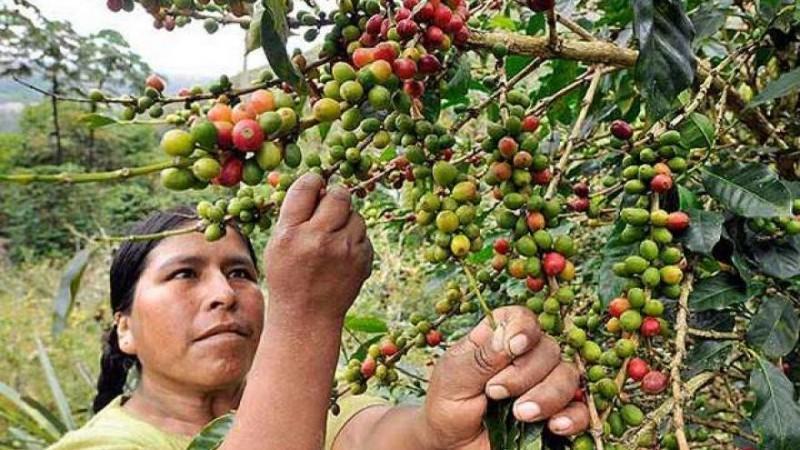 El café peruano de especialidad ha ganado terreno en China, Japón y Corea del Sur